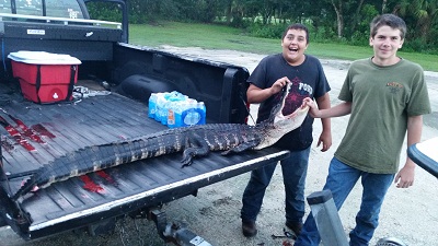 florida alligator hunt